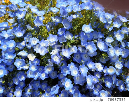 青い花たちの饗宴。暖かい日差しに向かって一斉に花咲く。 青い花たちの饗宴。暖かい日差しに向かって一斉に花咲く。 76987535