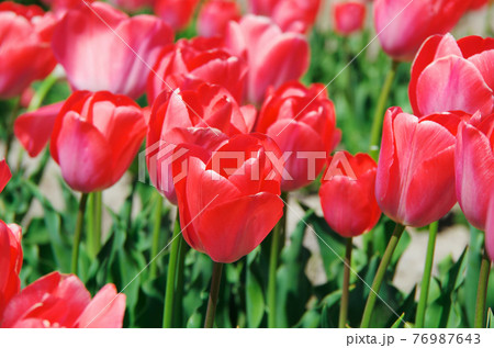 【品種:ミスティックバンエイク】濃いピンク色の花びらのチューリップ 【品種:ミスティックバンエイク】濃いピンク色の花びらのチューリップ 76987643