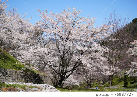 陸郷の山桜 陸郷の山桜 76987727