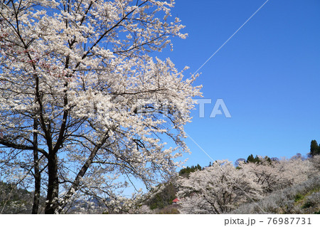 陸郷の山桜 76987731