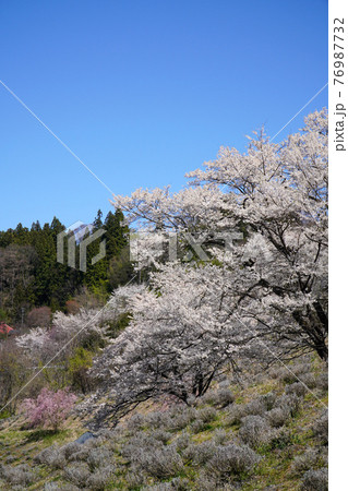 陸郷の山桜 76987732
