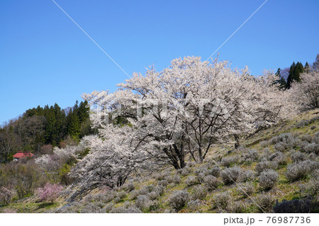 陸郷の山桜 76987736