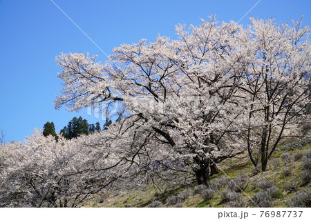 陸郷の山桜 76987737
