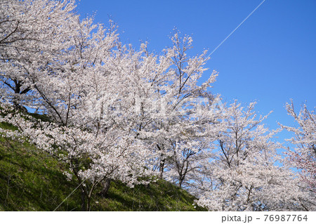 陸郷の山桜 76987764