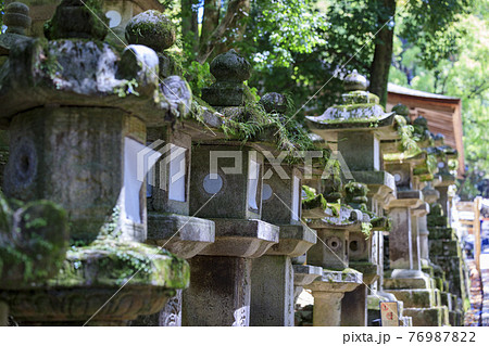 満開の藤咲く世界遺産春日大社 76987822