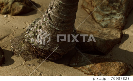 closeup of a palm tree trunk at caribbean sand beach closeup of a palm tree trunk at caribbean sand beach 76987823
