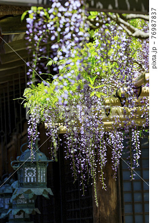 満開の藤咲く世界遺産春日大社 76987837
