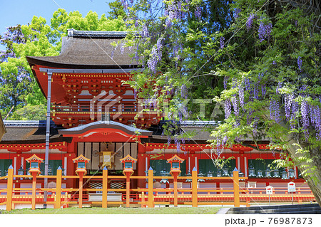 満開の藤咲く世界遺産春日大社 76987873