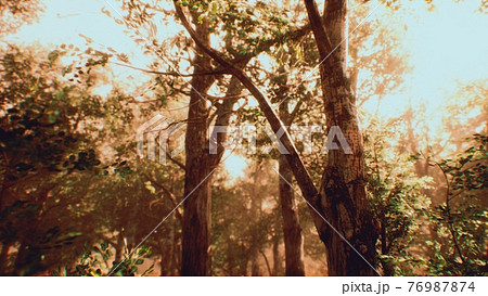 rays of sunlight in a misty forest in autumn rays of sunlight in a misty forest in autumn 76987874