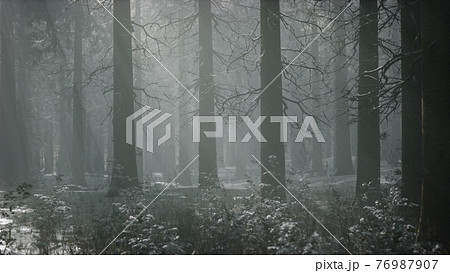 winter snow-covered forest on a cloudy day 76987907