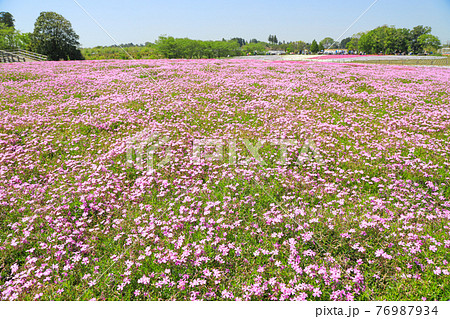 芝桜 満開 芝桜 満開 76987934