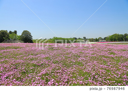 芝桜 満開 芝桜 満開 76987946