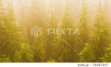 plantation of cannabis in deep fog plantation of cannabis in deep fog 76987947
