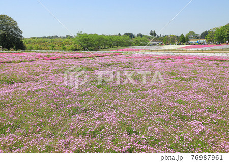 芝桜 満開 芝桜 満開 76987961
