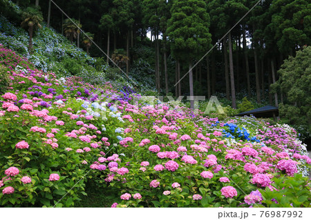 森の中の崖に咲く紫陽花畑 76987992