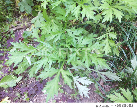 春の味覚のヨモギ 76988682