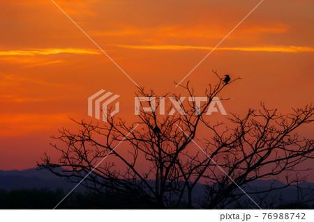 夕焼け空 76988742