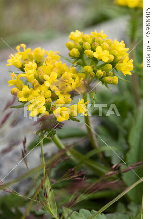 大雪山のチシマキンレイカ(タカネオミナエシ) 大雪山のチシマキンレイカ(タカネオミナエシ) 76988805