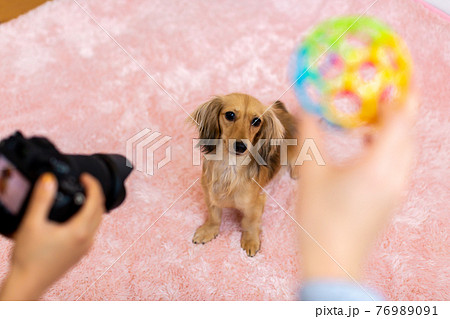 愛犬の撮影　カニンヘンダックスフンド 76989091