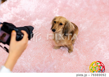 愛犬の撮影　カニンヘンダックスフンド 76989092