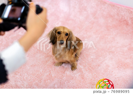 愛犬の撮影　カニンヘンダックスフンド 76989095