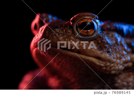 Common toad portrait macro in red and blue neon light Common toad portrait macro in red and blue neon light 76989145