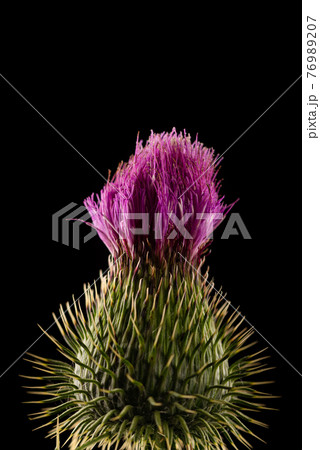 Flower head of carduus field thistle with purple petal florets, covered in web, isolated on a black Flower head of carduus field thistle with purple petal florets, covered in web, isolated on a black 76989207