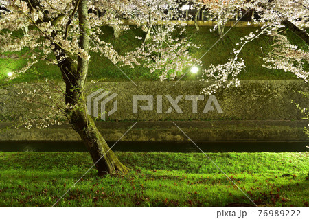 大津・琵琶湖疎水の桜ライトアップ 大津・琵琶湖疎水の桜ライトアップ 76989222