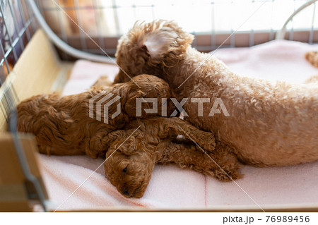 犬の出産 仔犬 トイプードル 犬の出産 仔犬 トイプードル 76989456