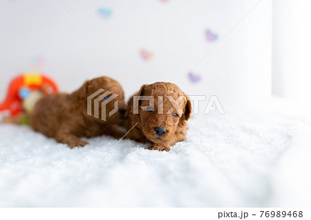 仔犬　トイプードル 76989468