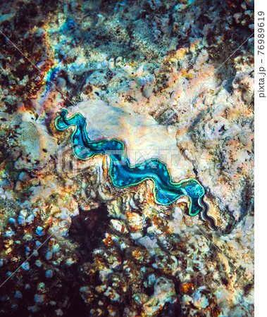 Fluted giant clam in the tropical coral reef 76989619