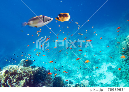 Yellow butterfly fish and picasso fish on a coral reef Yellow butterfly fish and picasso fish on a coral reef 76989634