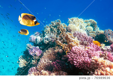 Two yellow butterfly fish on a coral reef 76989636