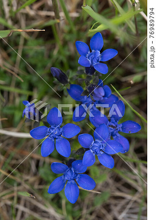 大雪山のリシリリンドウ 76989794