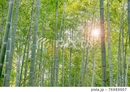 HD Bamboo Backgrounds Download  PixelsTalkNet