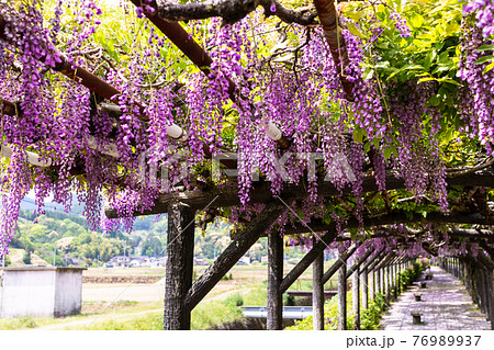 佐賀県嬉野の藤棚 紫のキレイな花の写真素材