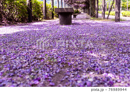 藤の花が地面に落ちている様子 嬉野の藤棚の写真素材