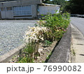 道路際に咲く白い彼岸花 76990082