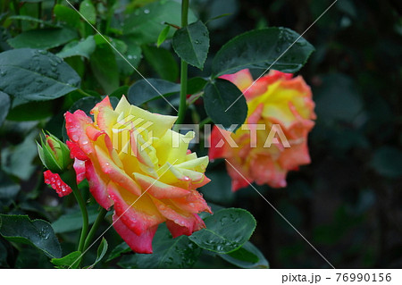 花の女王 76990156