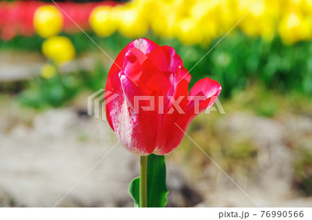 【品種：ムーランルージュ】白地に赤色の花びらの赤色が咲き進むにつれて拡がっていく色変わりチューリップ 76990566