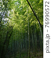 うっそうと茂る竹藪を通り抜ける 76990572