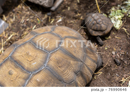 ヘルマン陸ガメ　リクガメ　陸亀 76990646