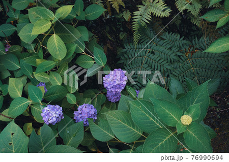 紫陽花とシダ植物の写真素材