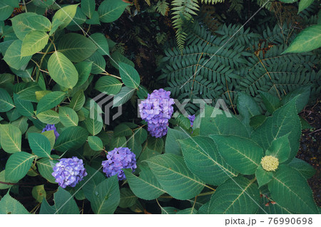 綺麗なあじさいの花 綺麗なあじさいの花 76990698