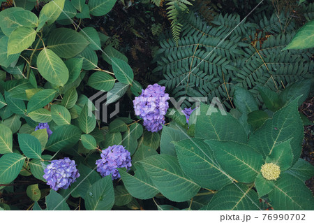紫陽花とシダ植物 紫陽花とシダ植物 76990702