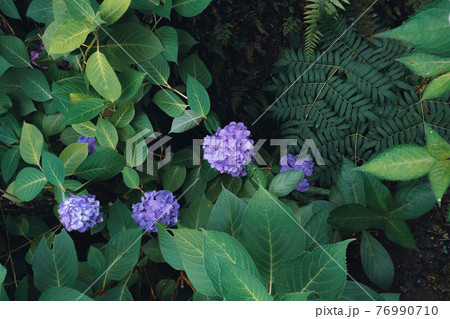 シダ植物とアジサイの花 シダ植物とアジサイの花 76990710