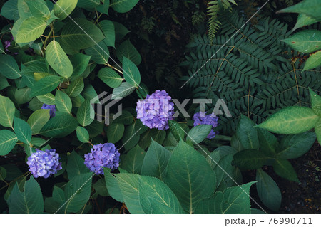 シダと紫陽花 シダと紫陽花 76990711