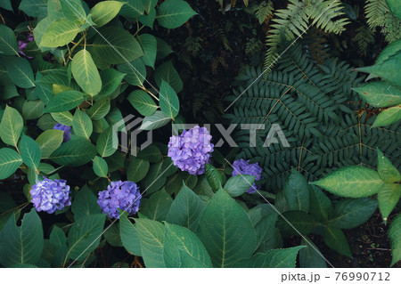 ハート型の紫陽花の花 ハート型の紫陽花の花 76990712