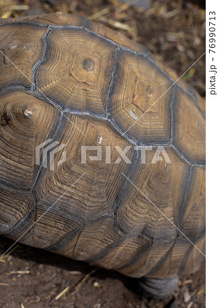 ヘルマン陸ガメ　リクガメ　陸亀 76990713