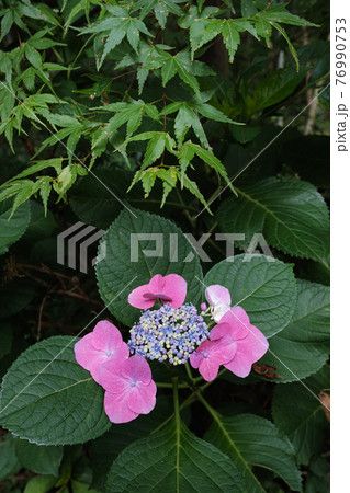 ピンクのガクアジサイと新緑のもみじ 76990753
